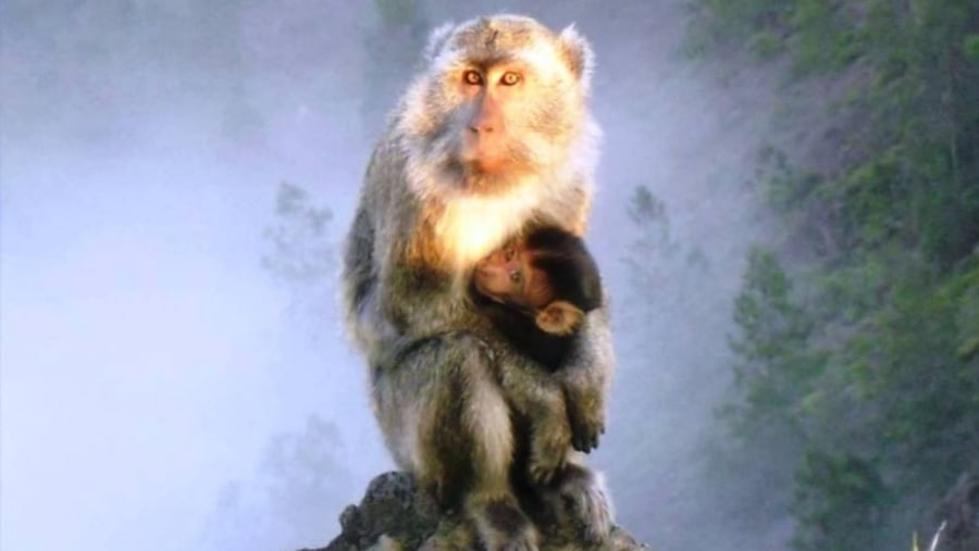 ENE - Monkey baby & mother at Kelimutu