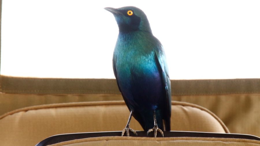 Small Glossy Starling