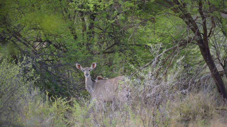 Soetdoring game reserve 