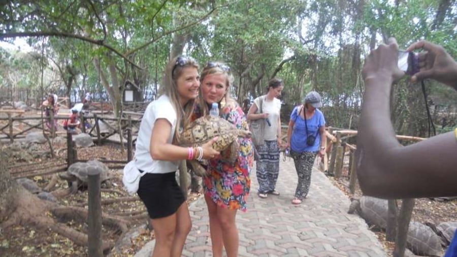 A leopard tortoise been held up though mingled with an aldabra giant tortoises at Prison Island