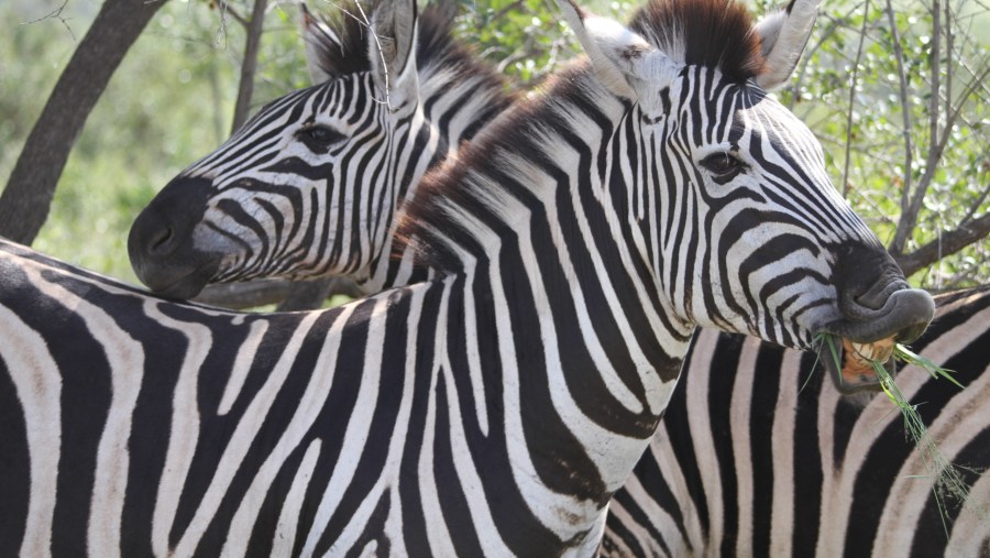 Zebra