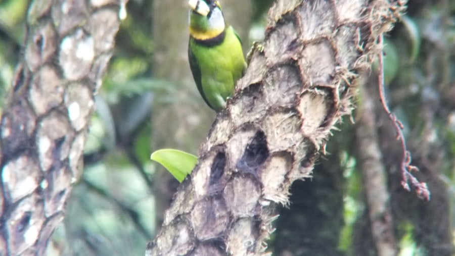 Fire-Tufted Barbet