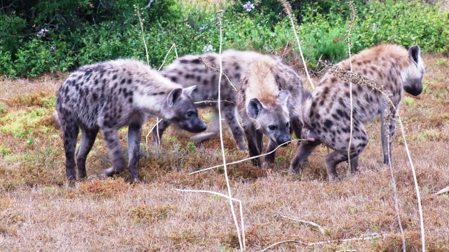 Hyenas Pasting