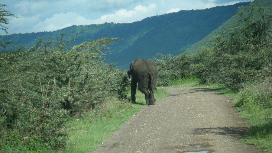 Excellent Tanzania Safari