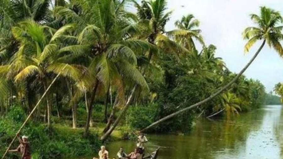 Cocnuts transported in boats.