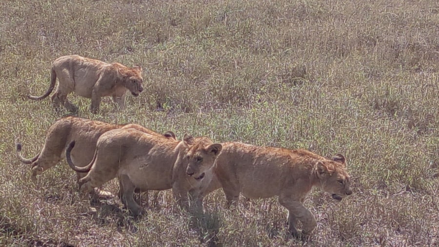 Lion cubs