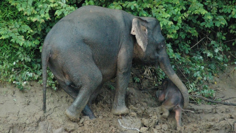 elephant caring