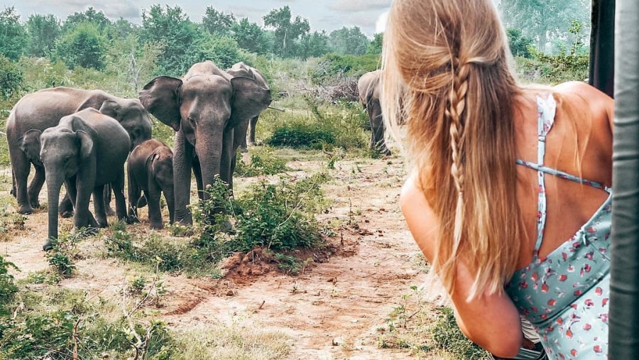 Moments with Elephants 
