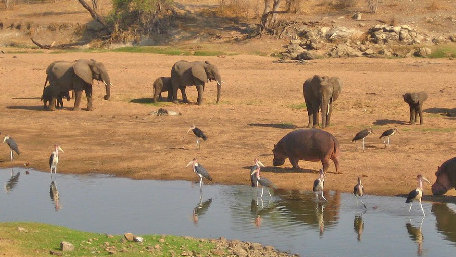 Elephants watering pool with hippos abundant birdlife of Ruaha National Park Tanzania