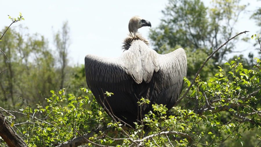 White-Backed Vulture