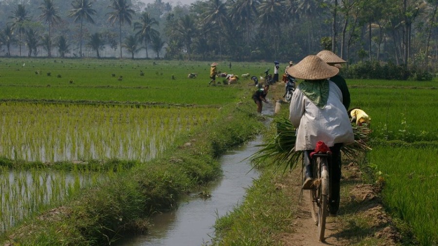 Rice field plantation view