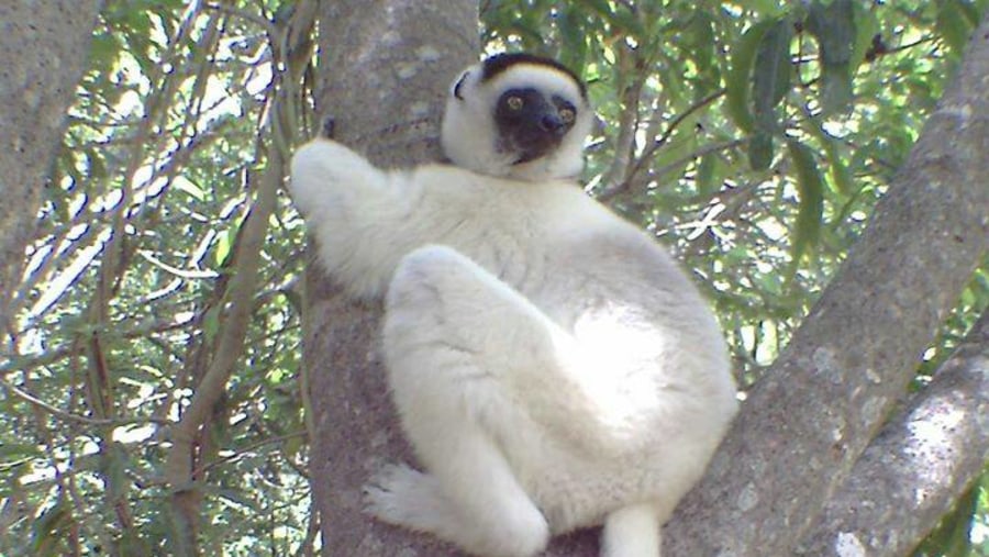 Kirindy Forest reserve (Deken sifaka ), may be find in the Tsingy National park.