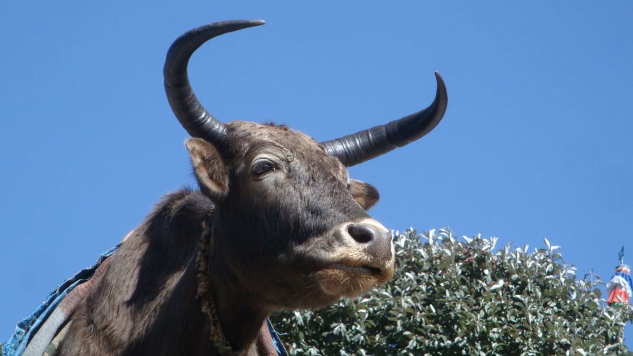 A crossbred of Yak and Cow used for transporting logistics in Himalayan Region