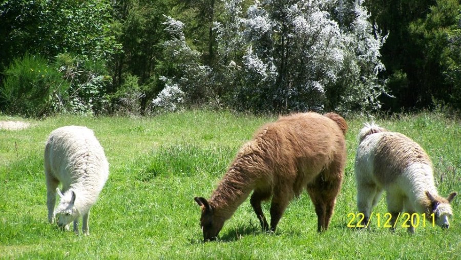 En la granja