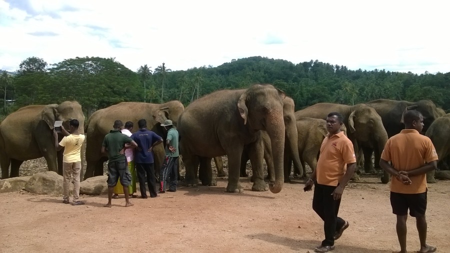 Elephant Orphanage