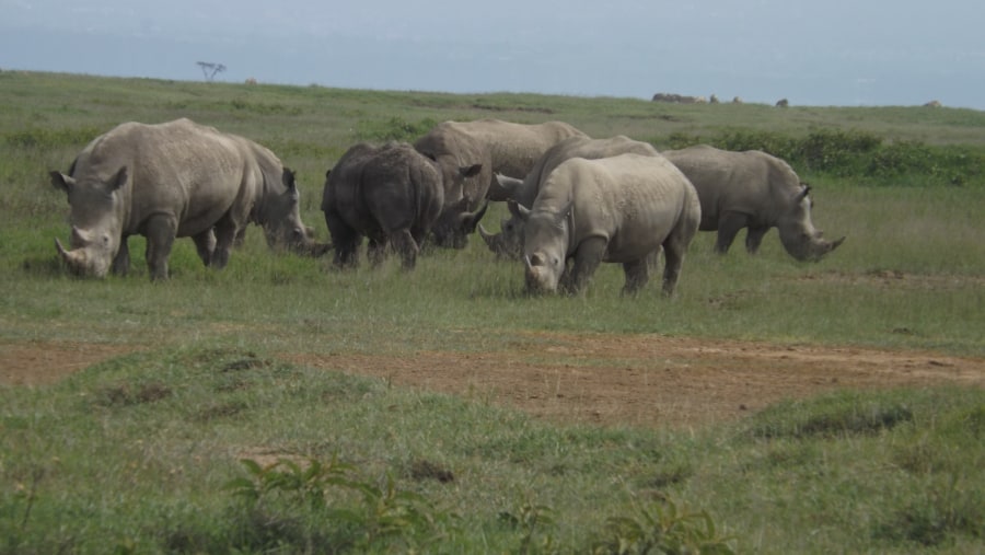 YHA Kenya Travel, safari vacations, masai mara safari packages, kenya safari packages, holidays in Kenya,Wildlife Safaris