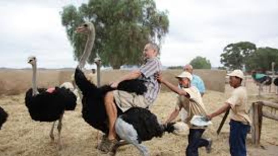 Ostrich race