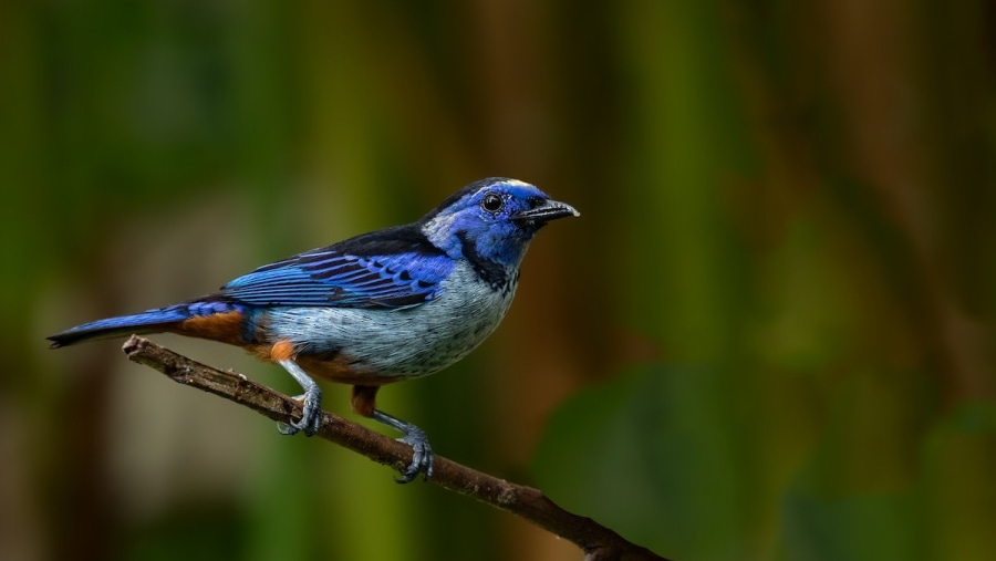 Opal rumped tanager