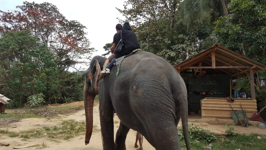 Elephant Ride