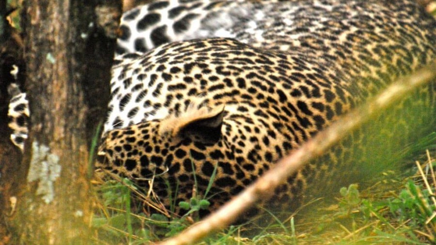 Leopard 