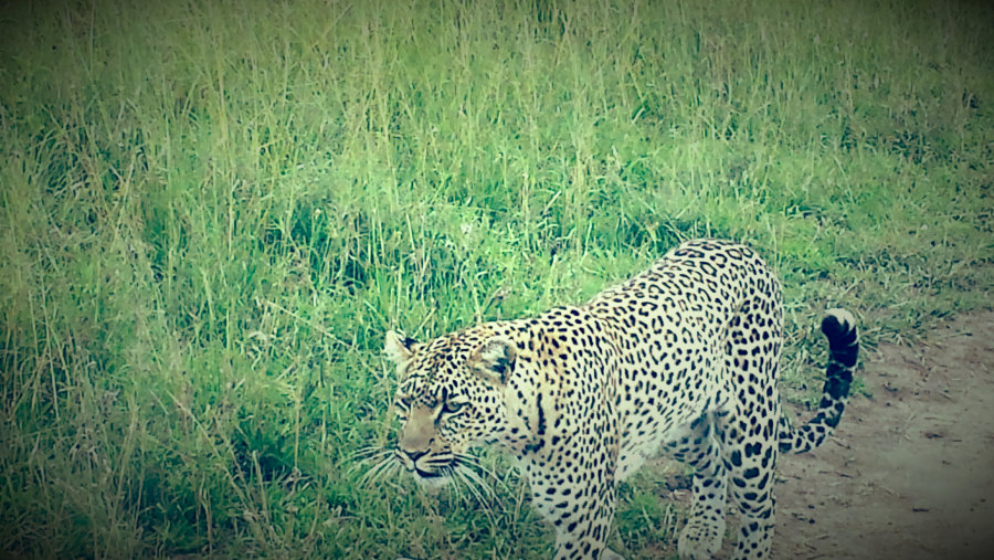 serengeti Tanzania