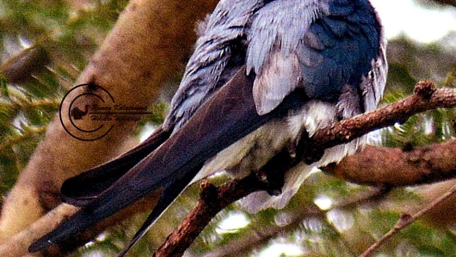 Crested Tree Swift