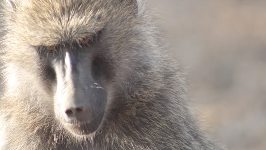 savanna baboon 