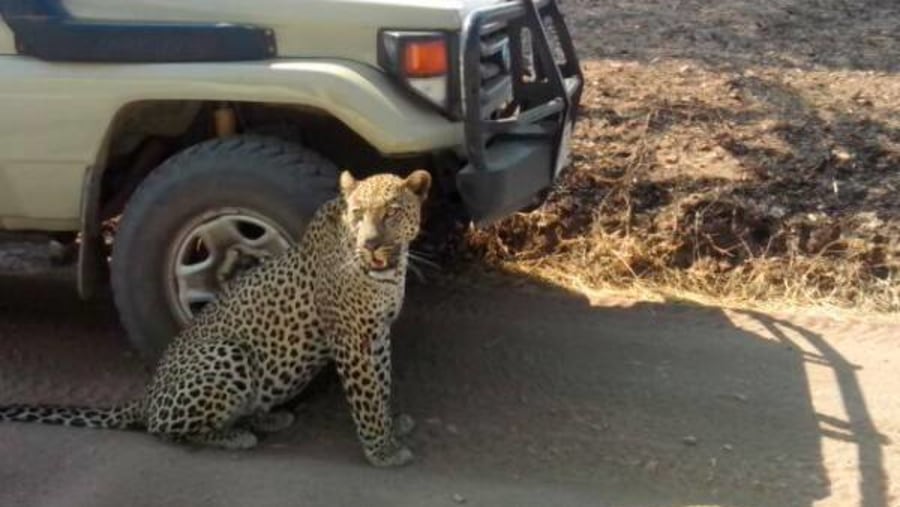 Leopard beyond the jeep