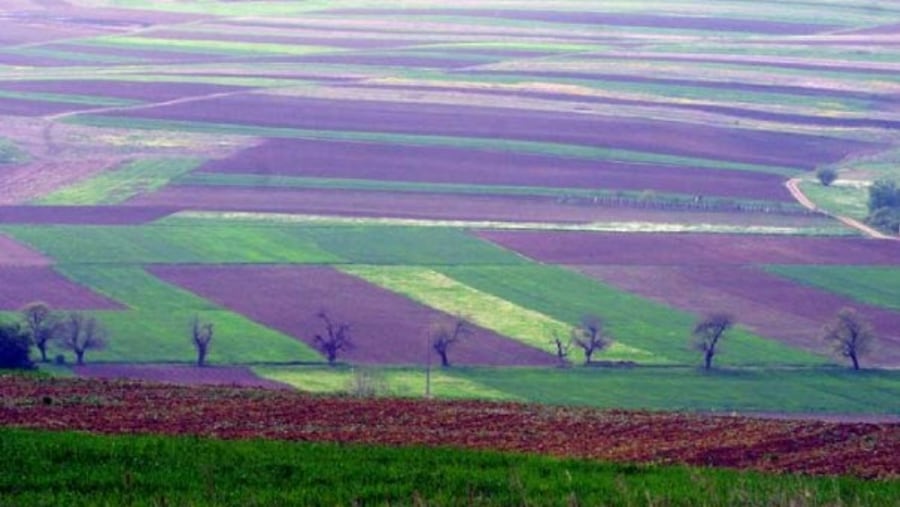 Romania`s Fields