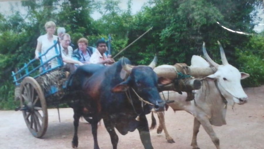 Bull cart ride to the villege