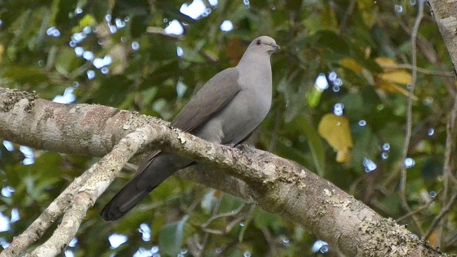 Plumbeous pigeon