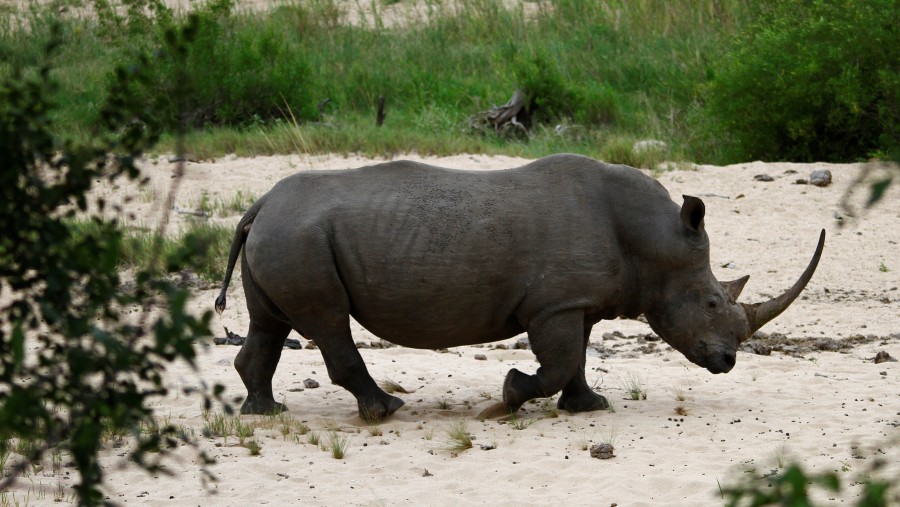 White Rhinoceros