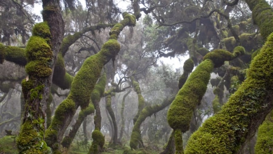 flora at bale forest