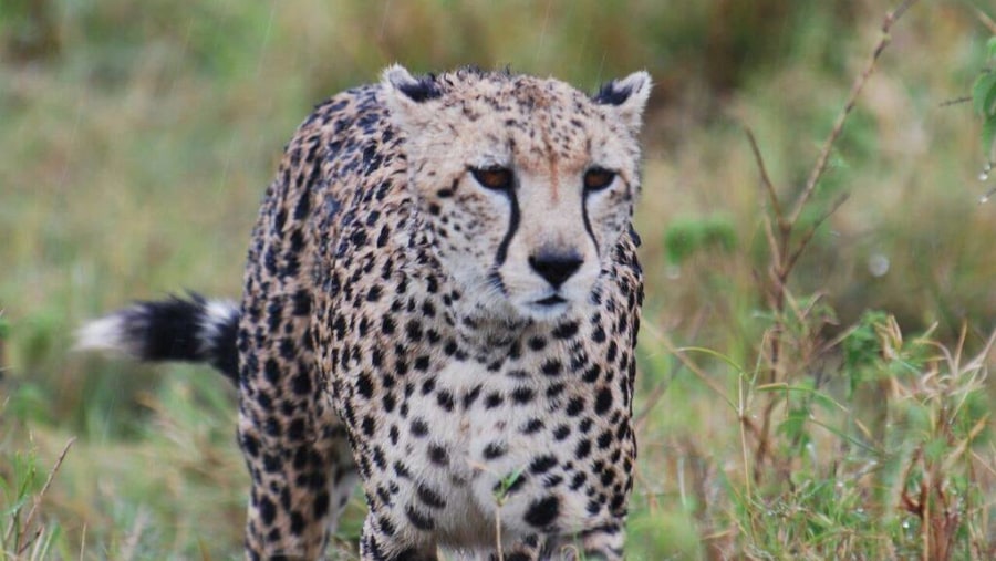 Cheetah