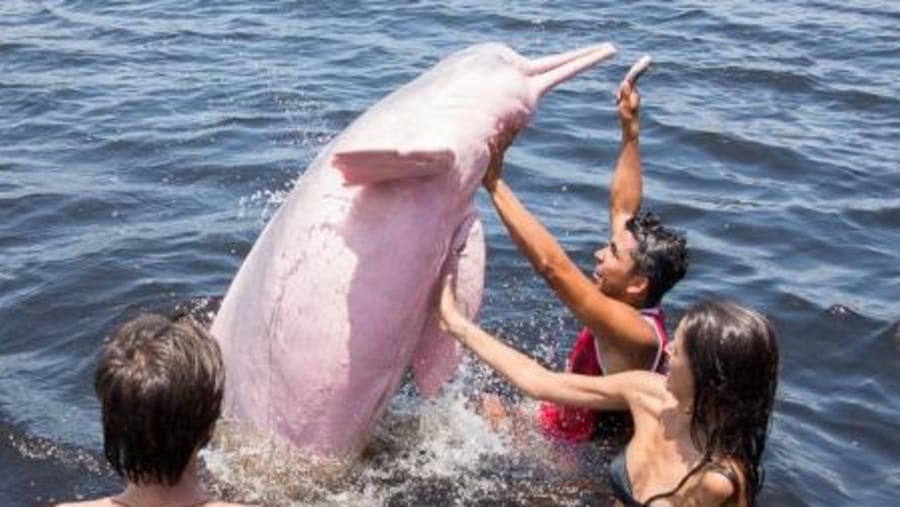 Pink river dolphin 