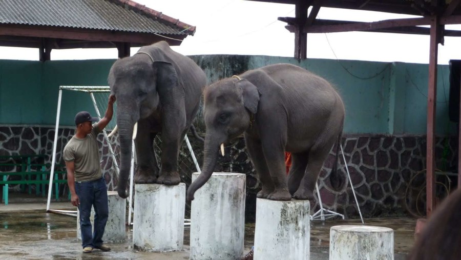 Way Kambas national park lampung