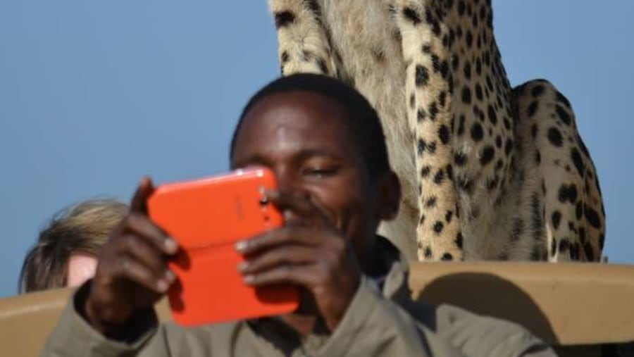 cheetah on top of a tour vehiclee