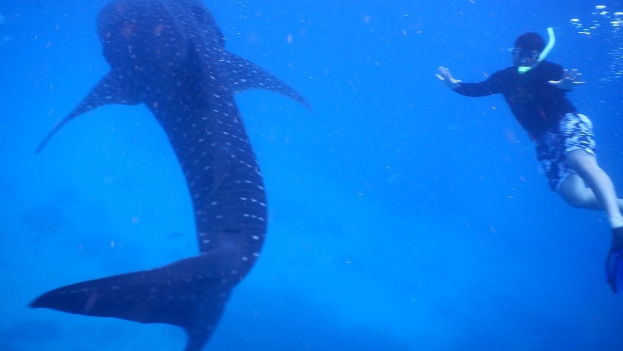 Whalesharks