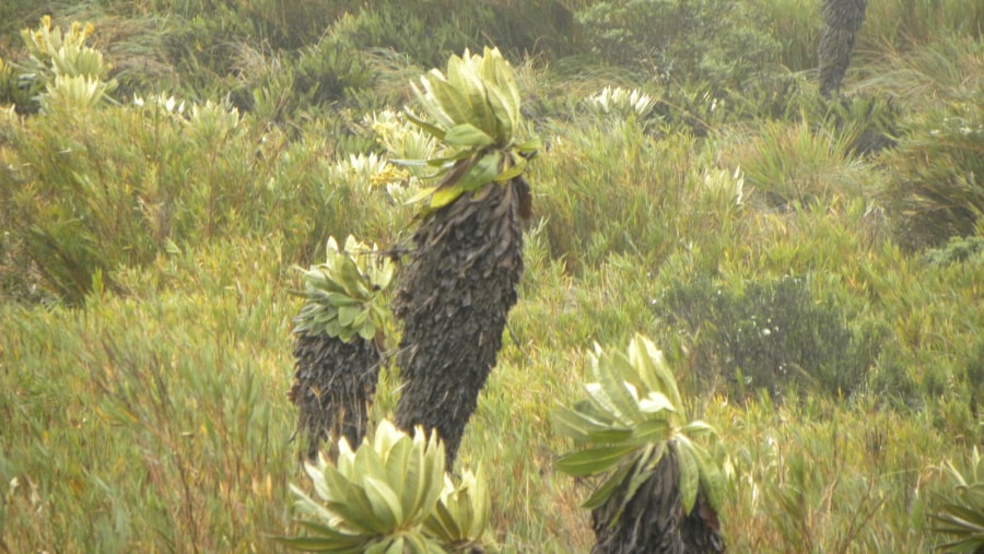 Paramo - Parque Puracé