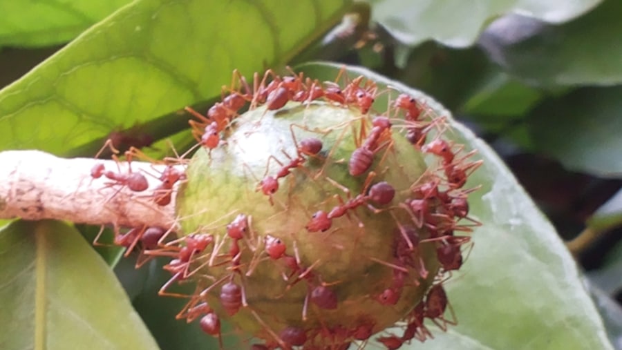 Red Ant, one of the Cambodian food