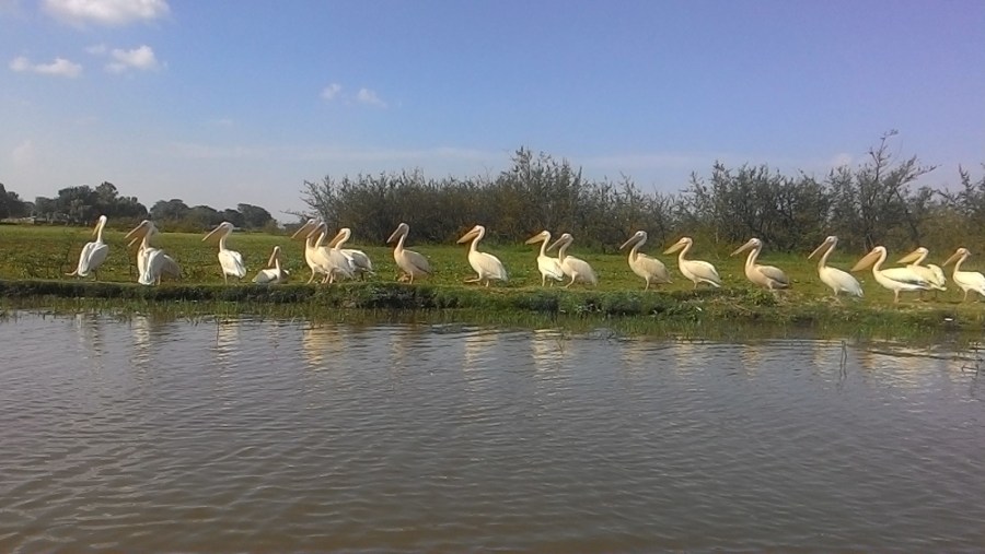 Pelicans at Lake Ziway 