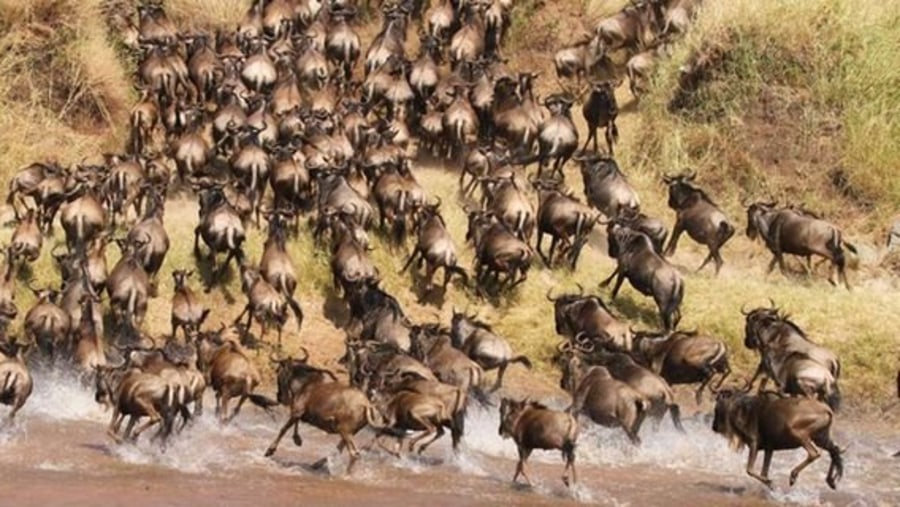 Wildebeest Crossing The Mara River