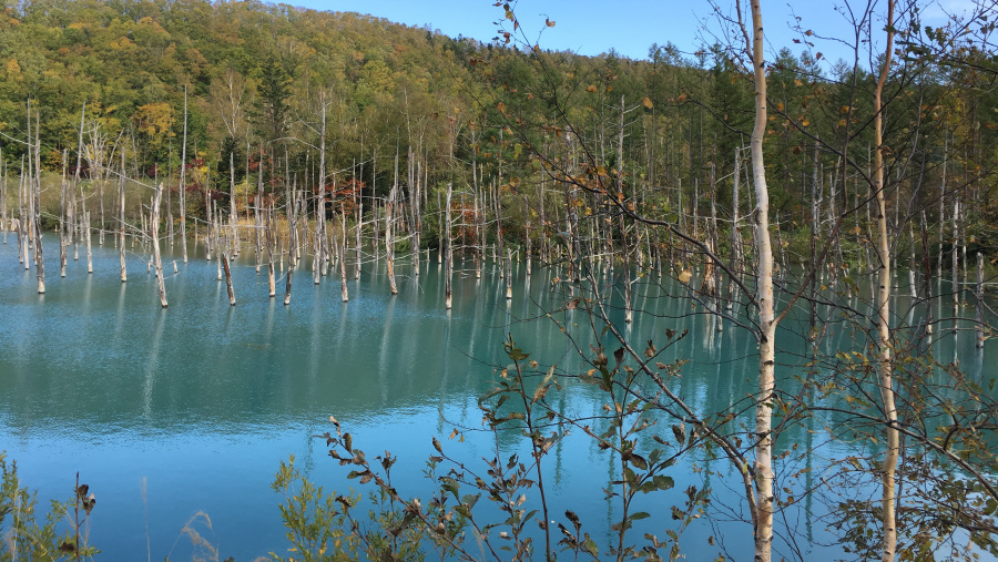 Blue Pond in Biei