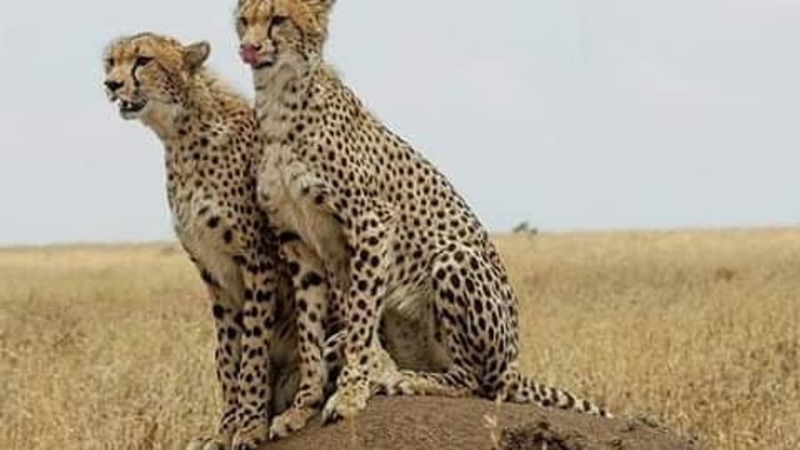 cheetahs ready to hunt