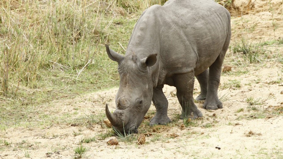 White Rhinoceros