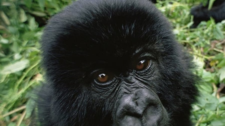 Bwindi Gorilla Tour