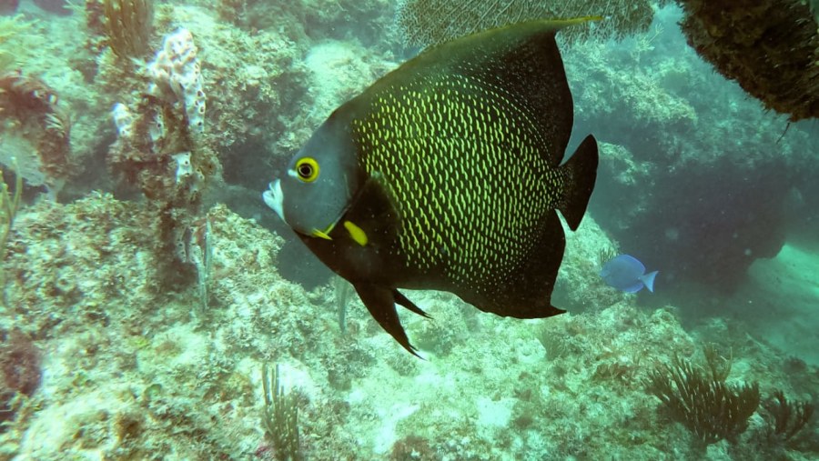 Snorkeling