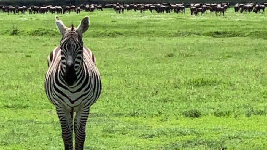 Exceptional Safari Guide