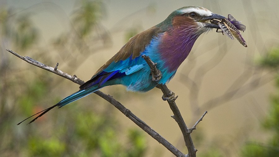 Lilac breasted roller