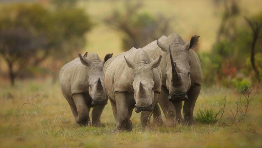 Lake Nakuru safari- Rhino